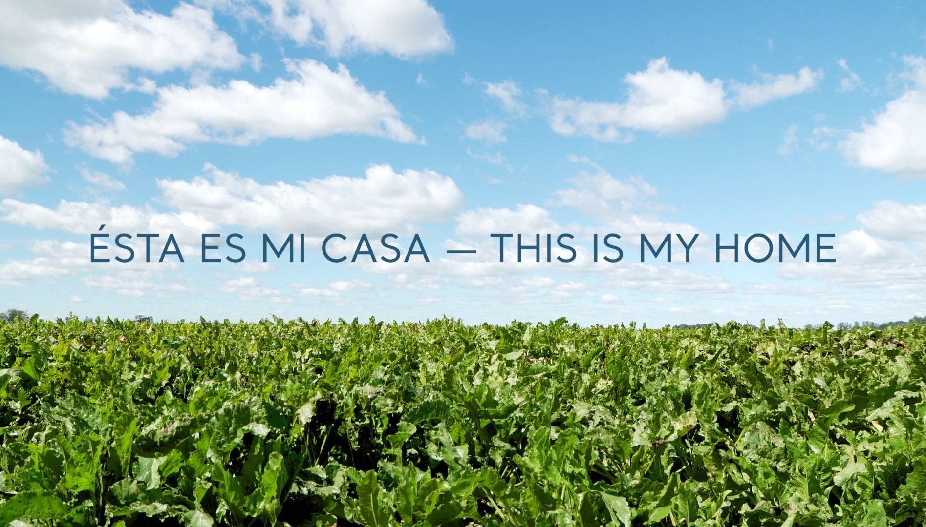 Sugar beet field and blue sky with text superimposed that read Ésta es mi Casa - This is My Home