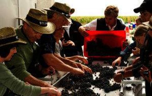 Guests and owners at The Vines Resort & Spa and The Vines of Mendoza sort grapes