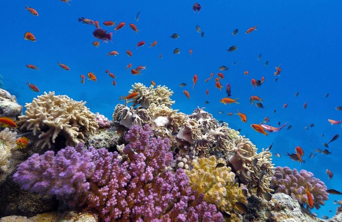 colorful coral reef with exotic fishes in tropical sea