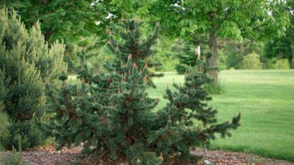 Bristlecone pine tree
