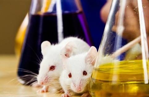 mice in front of lab beakers