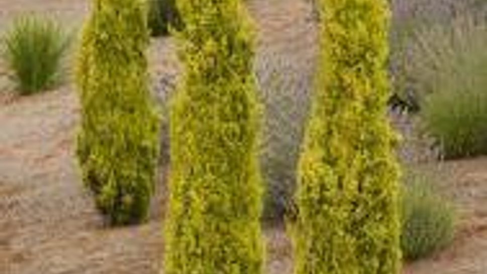 “Swane's Golden” Italian Cypress