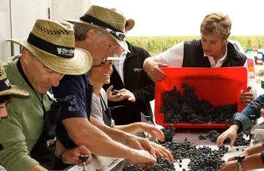 Guests and owners at The Vines Resort & Spa and The Vines of Mendoza sort grapes