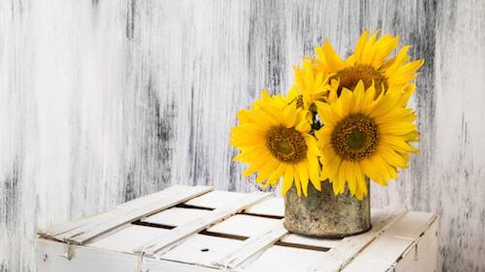 background still life flower sunflower wooden white vintage