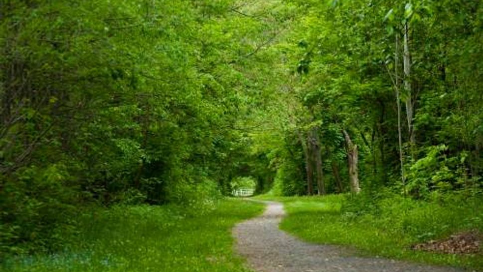 Tree Lined Path