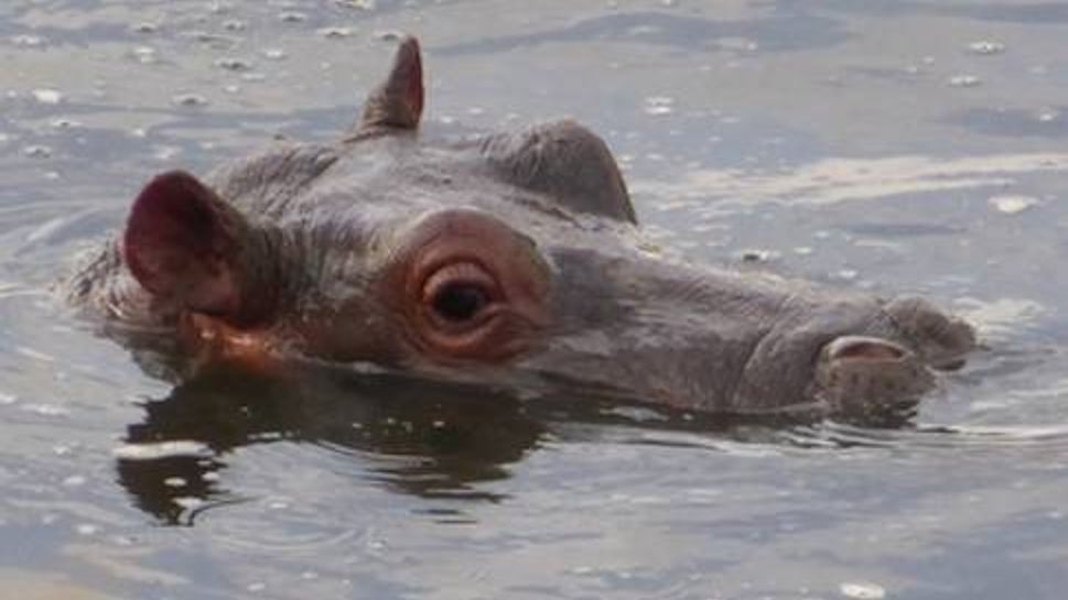 Hippo in the water at Masai Mara National Reserve