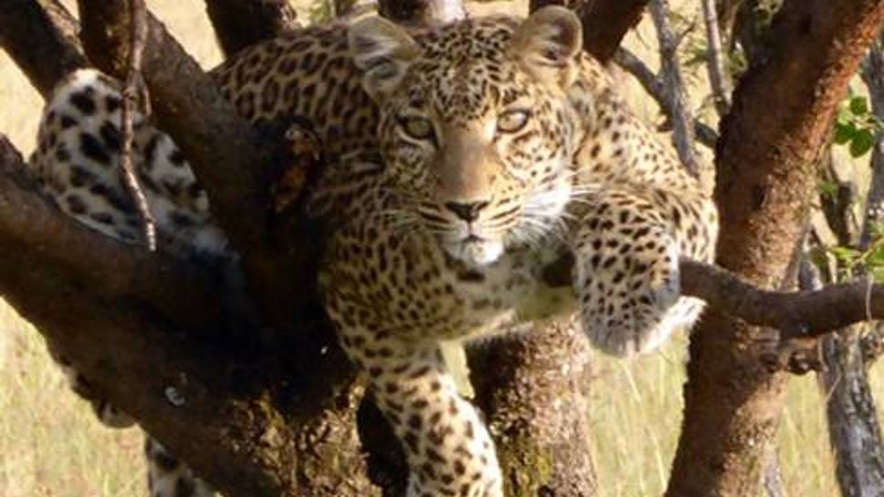 Leopard in a tree in the Masai Mara