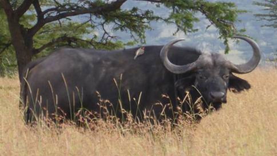 African buffalo in the savanna near Olare Mara Kempinski