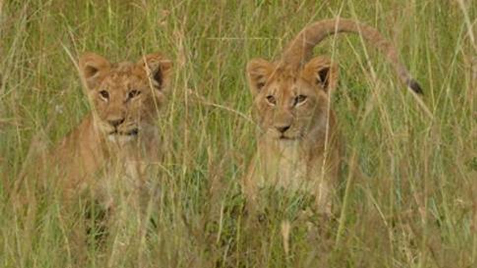 Two playful lion cubs in the Masai Mara