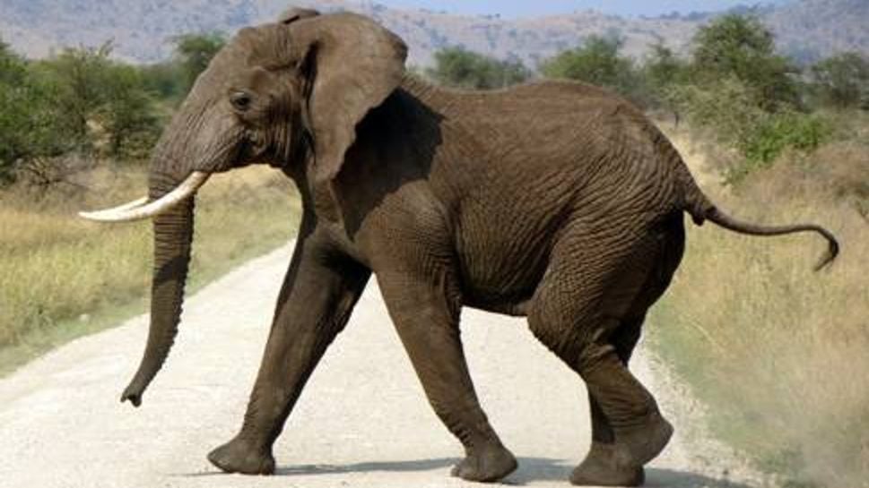 An elephant crossing the road in Serengeti National Park