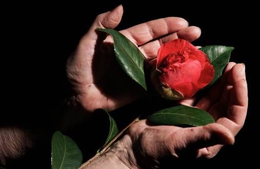 rose in palm of hands