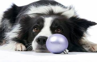 Size, energy, grooming needs and risks of illness can rule out certain pets.
