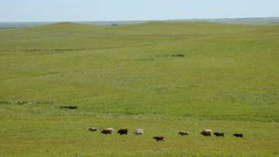 cows on the prairie