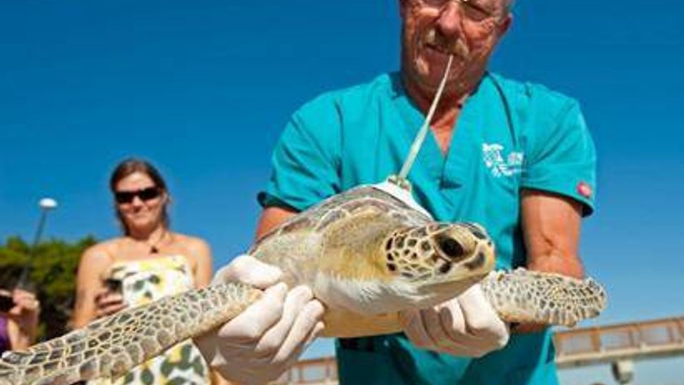 Volunteers protect sea turtle nesting habitats at the Georgia Sea Turtle Center 