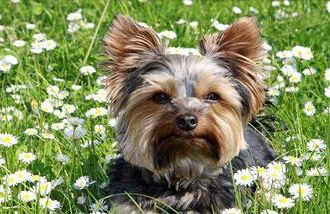 A Yorkshire terrier is a great pet to have after the kids leave the house.