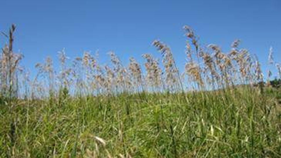grasses on the prairie
