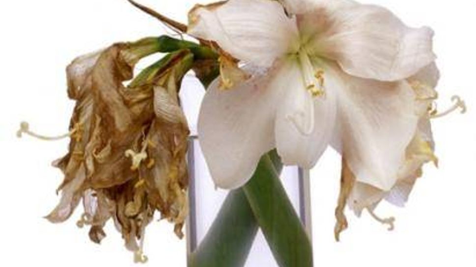 Hippeastrum (Amaryllis)