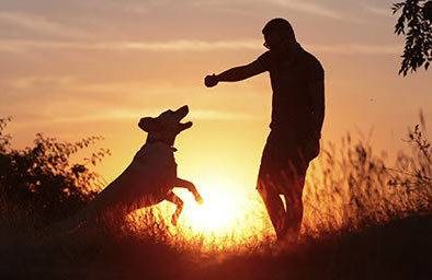 Silhouette with man walking and playing with his dog at sunset