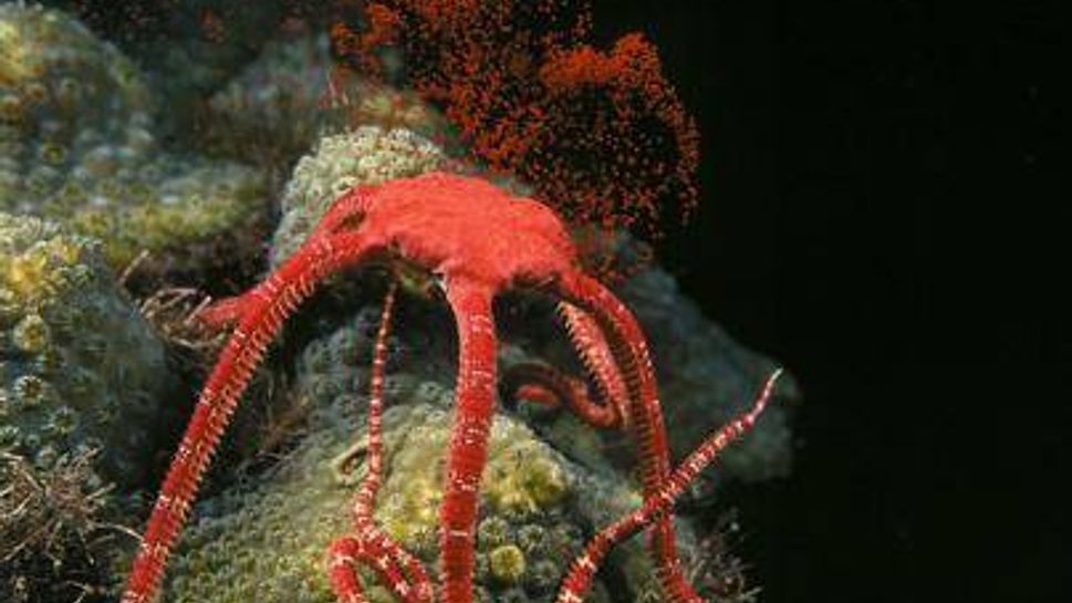 ruby brittle star spawning