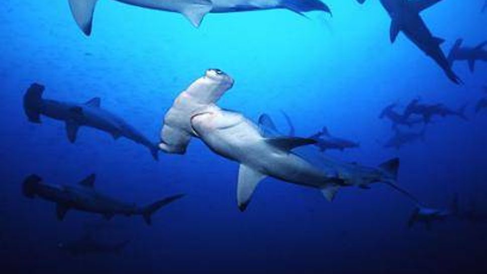 scalloped hammerhead sharks