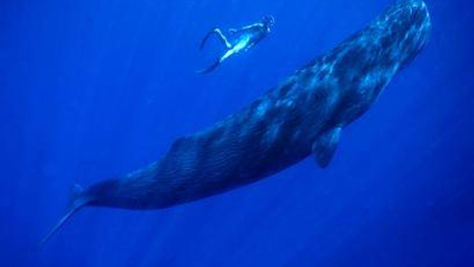 sperm whale with snorkeler