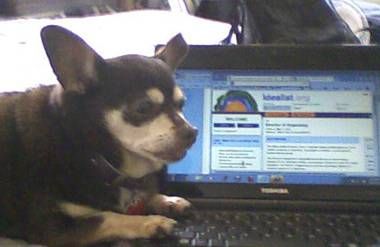 Rosie the Chihuahua sitting at the computer