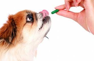 giving a pill to a dog
