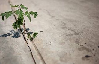 a plant growing from a crack in cement