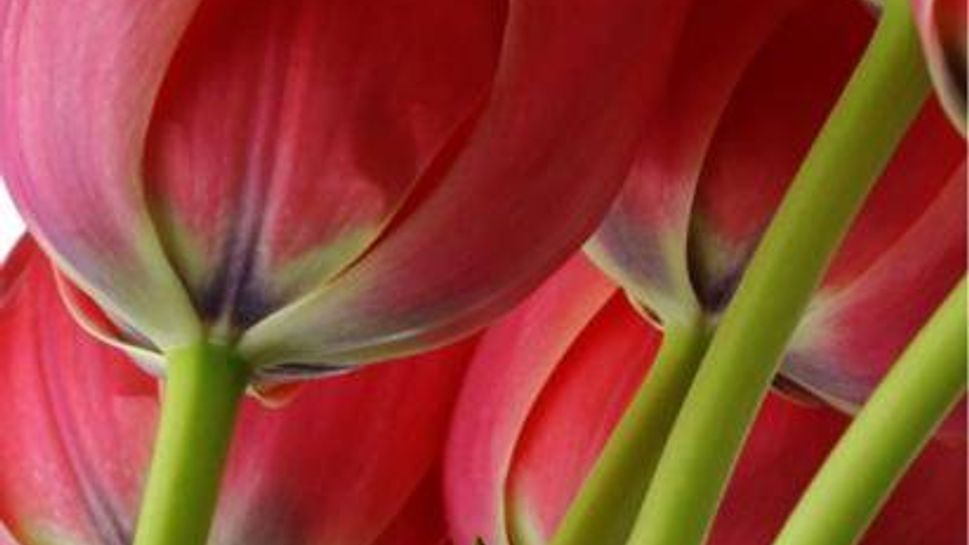 Tulipa (Tulip) 