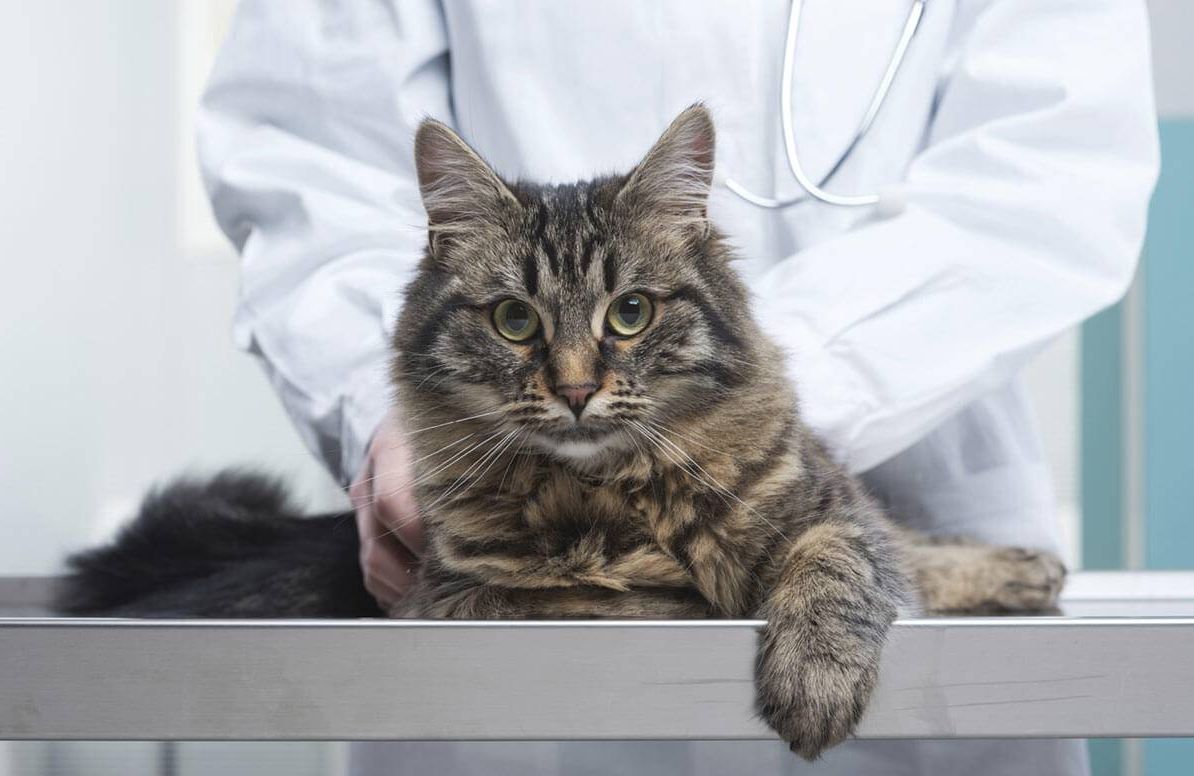Cat at the veterinarian