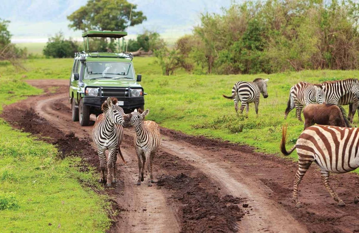 Safari ride with zebras