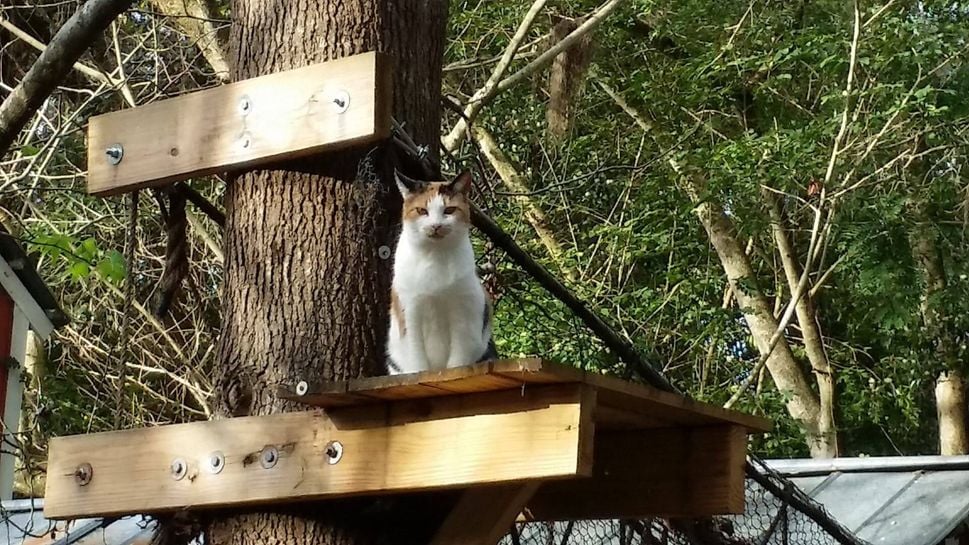 Retirement Home for Older Cats