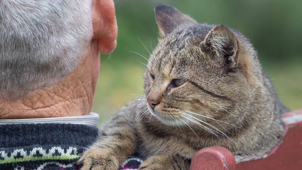 elderly cat sanctuary