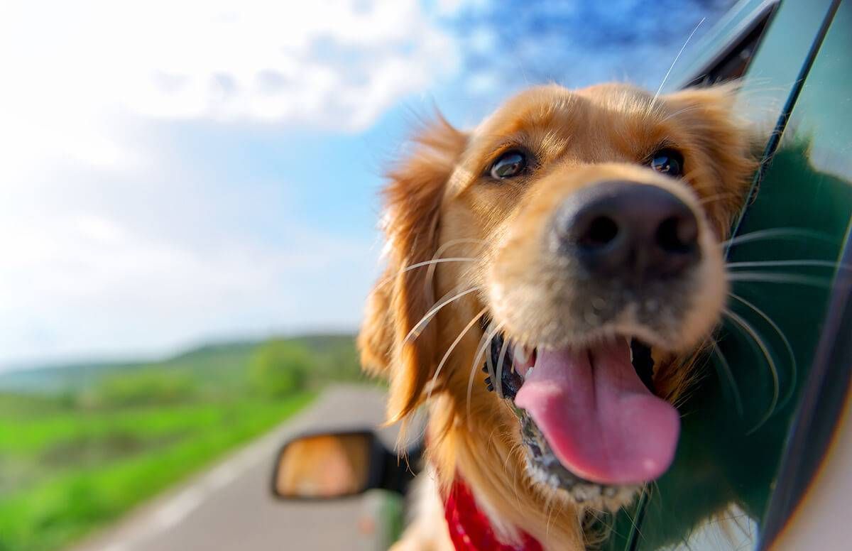 II. Benefits of Traveling with Your Dog