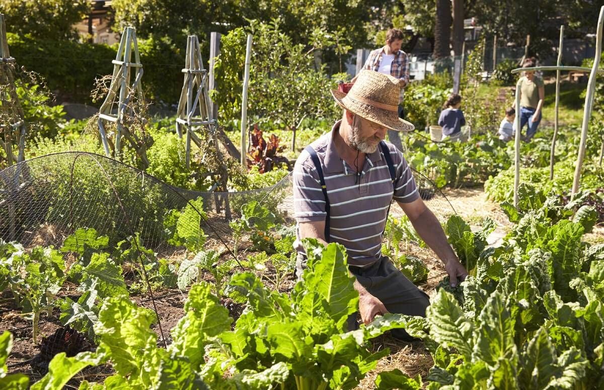 volunteer-jobs-that-may-be-good-for-your-health