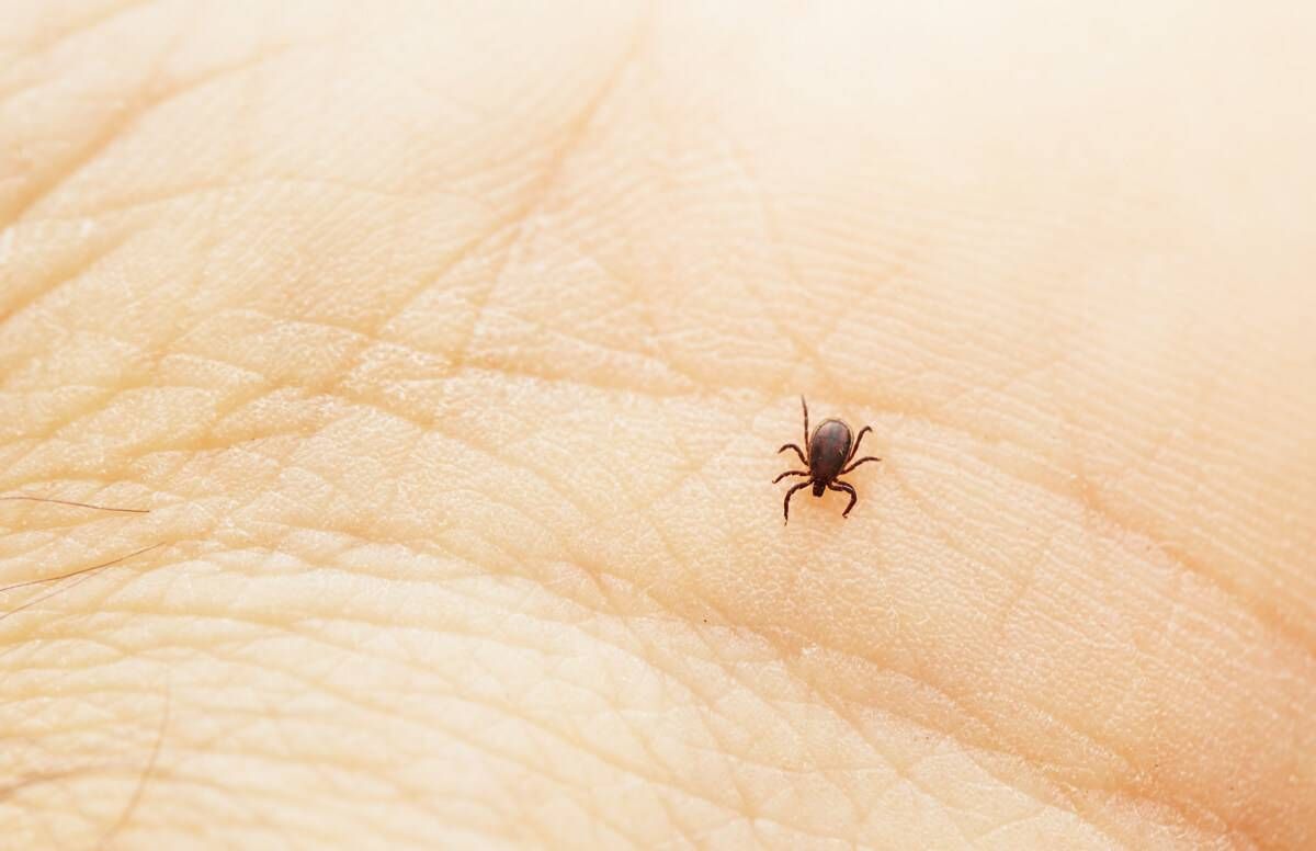 Tick crawling on a palm