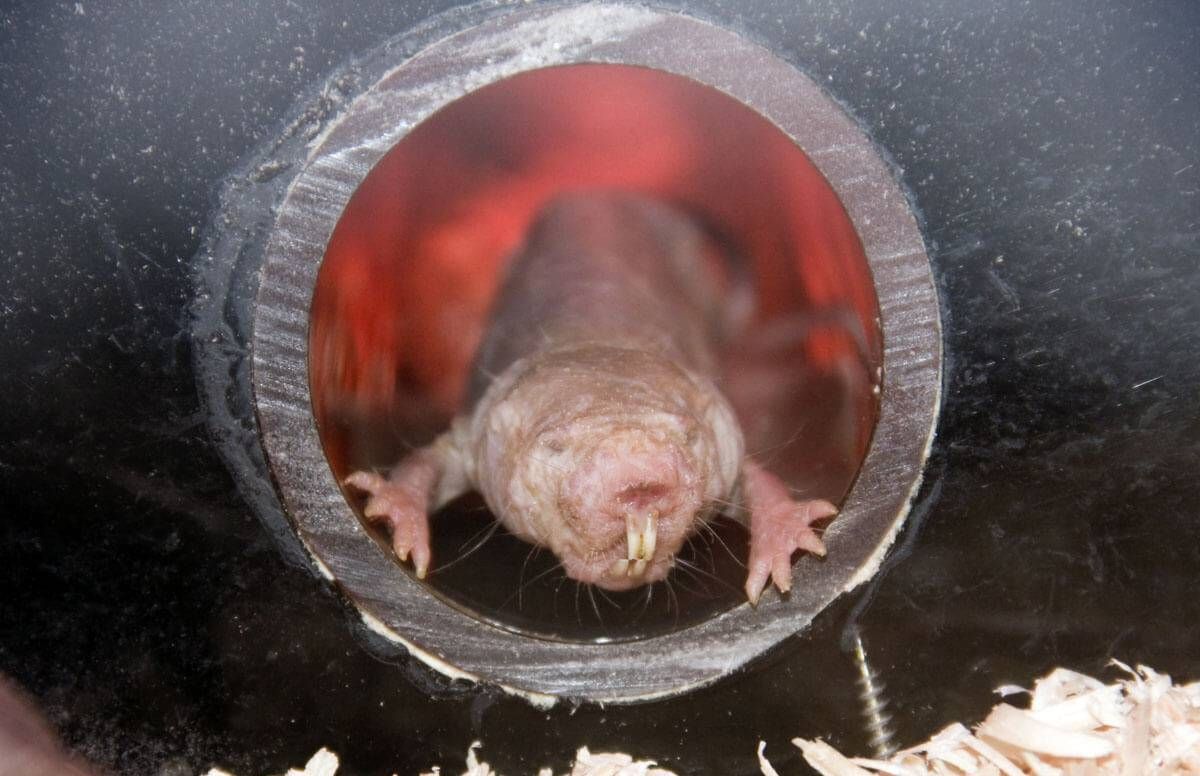 Naked mole rats defy the biological law of aging, Science