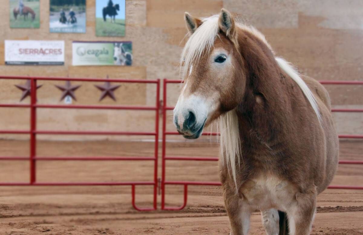 Equine Therapy