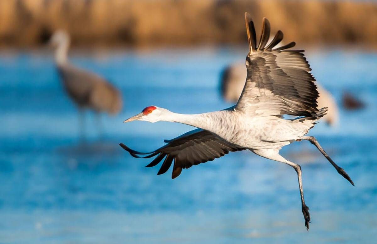 Birding Hotspots for Spring Sandhill Crane Migration