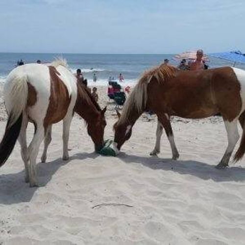 Assateague Horses