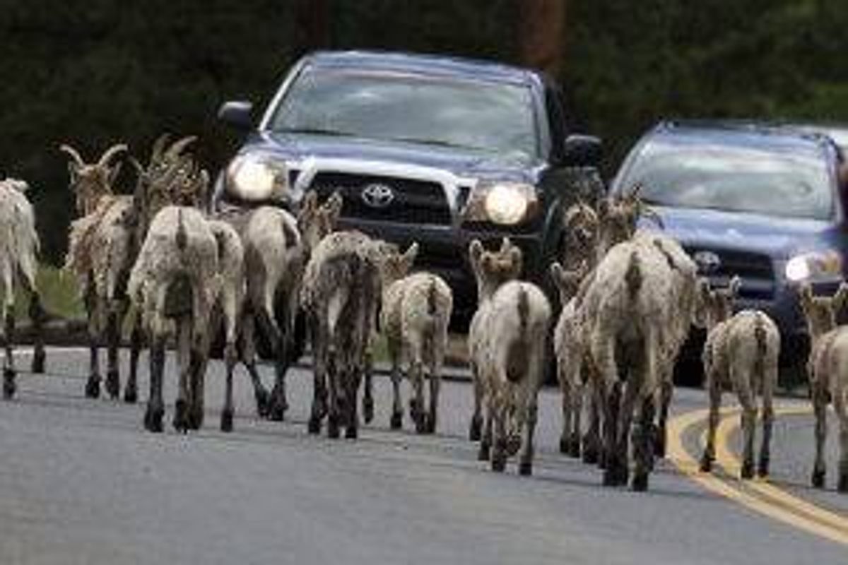 Bighorn Sheep