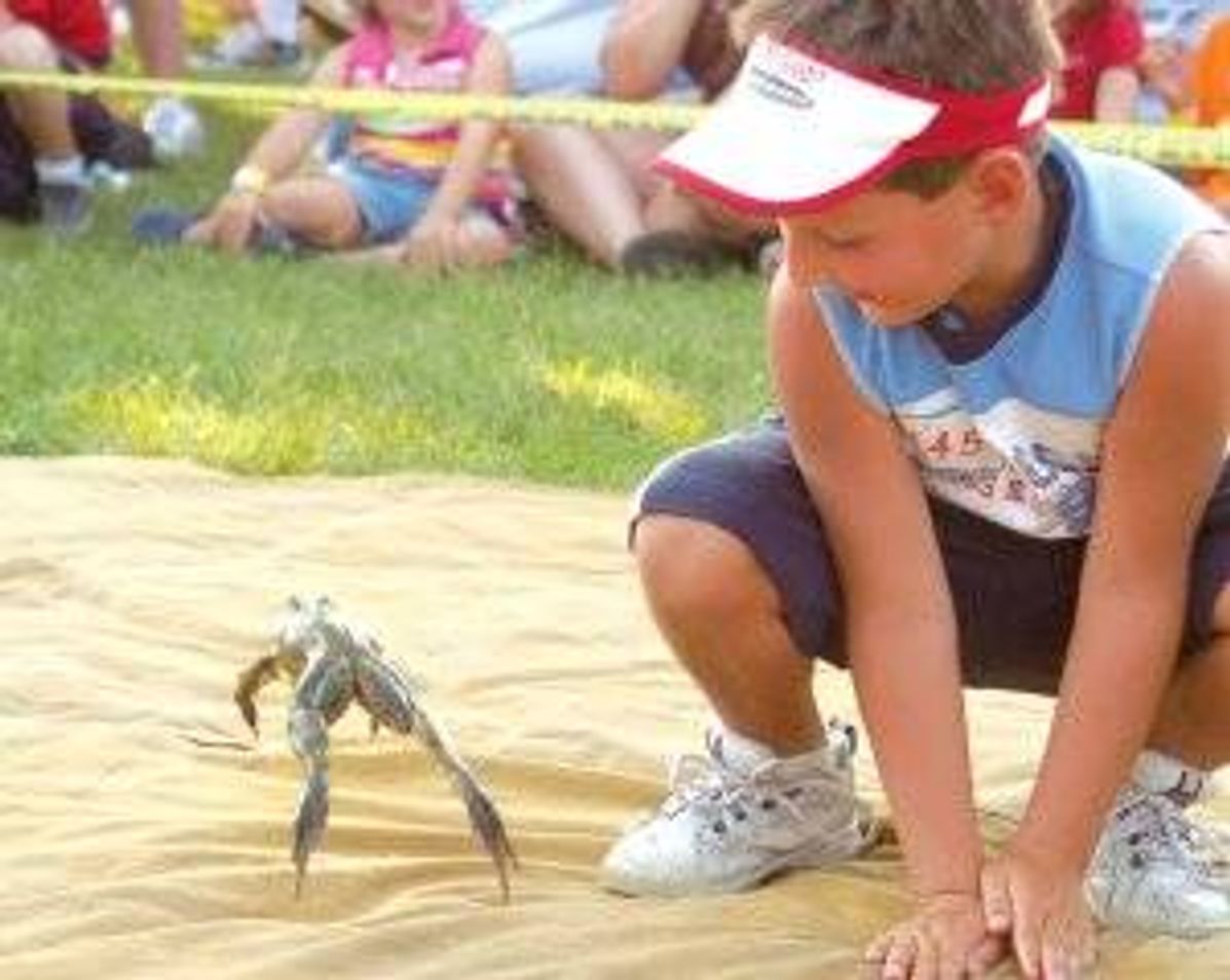 Frog racing at the annual Tom Sawyer Days festival in Hannibal, Mo.