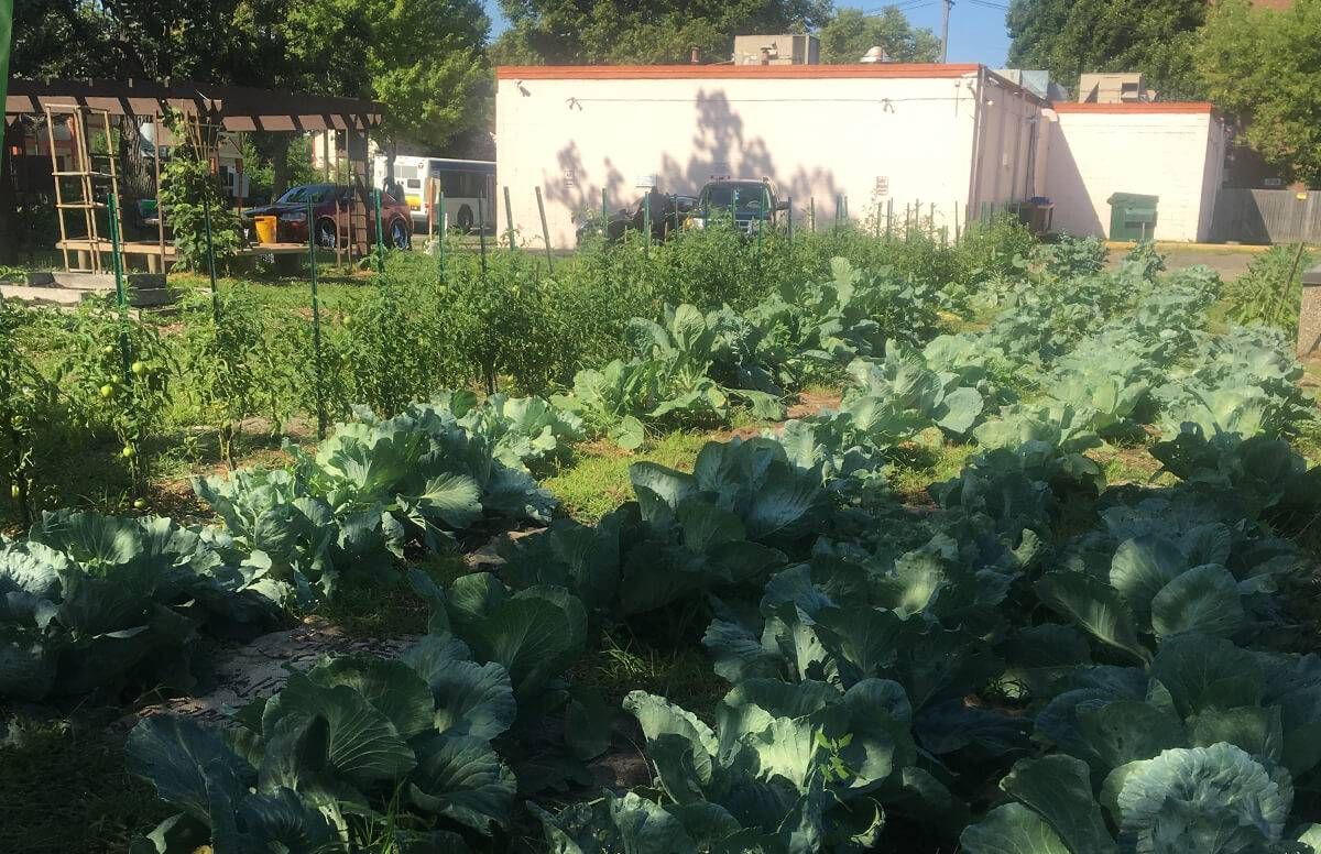 Community garden