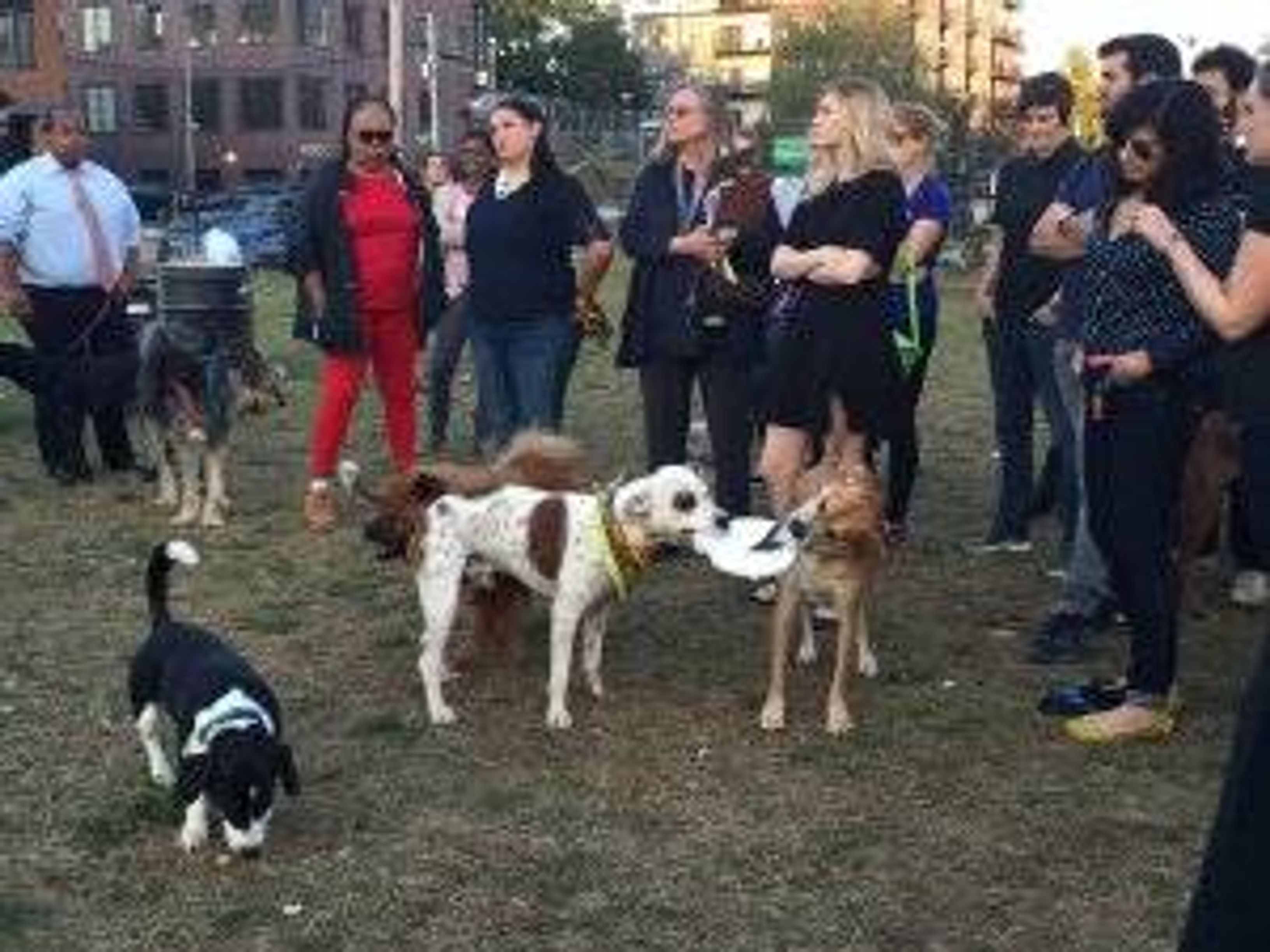 Visitors at the dog park