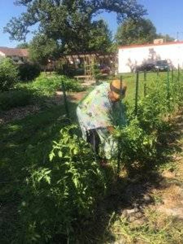 Nothando Zulu tends to the community garden she launched in her North Minneapolis neighborhood.