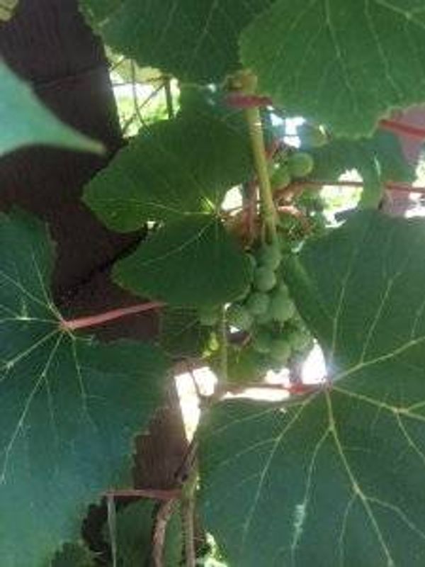 grapes growing on a vine