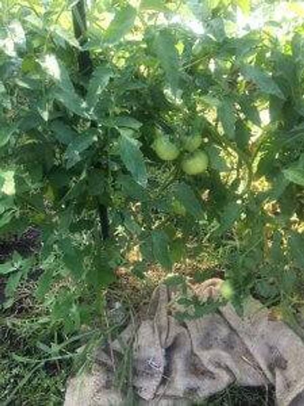 Plant with green tomatoes