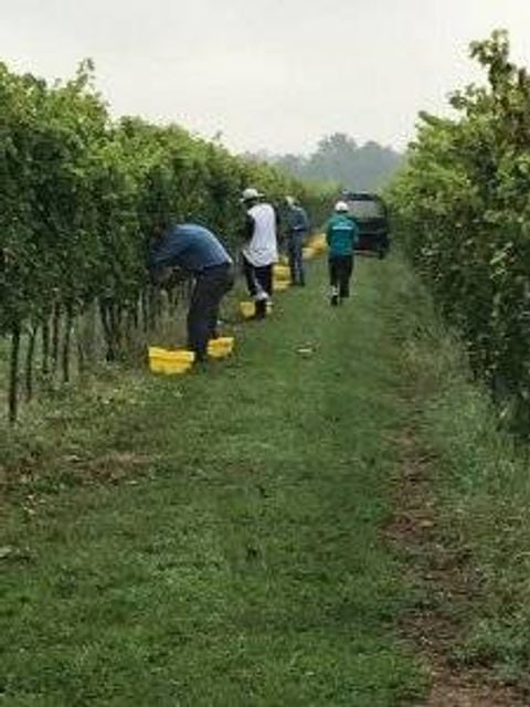 Picking grapes at Crow Vineyards and Winery in Maryland