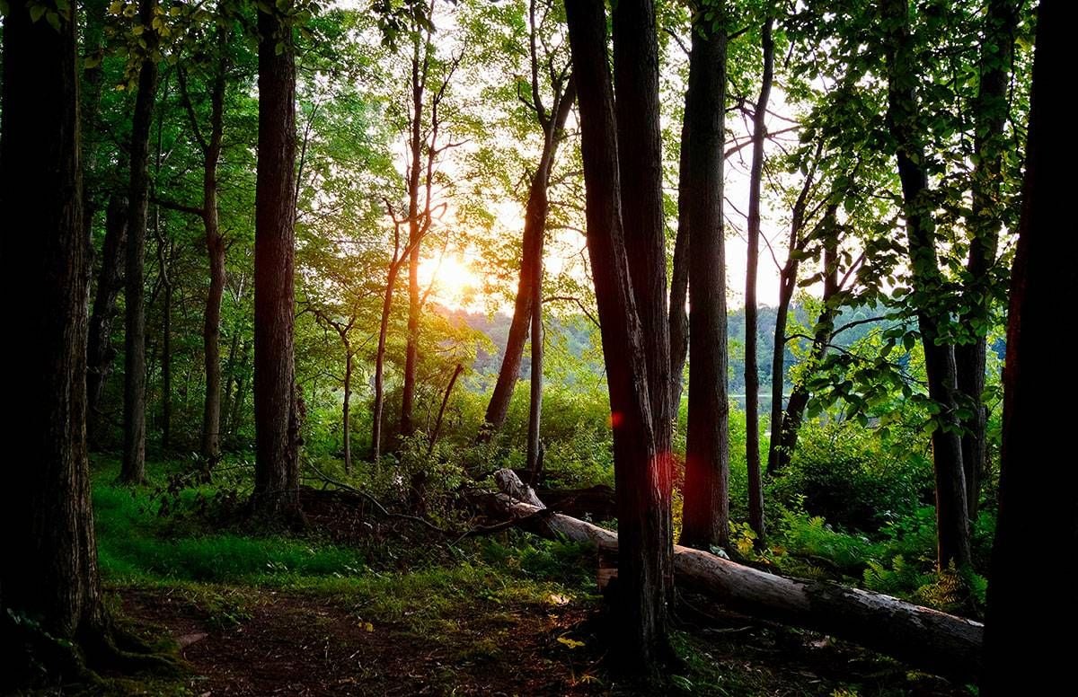 a tranquil forest