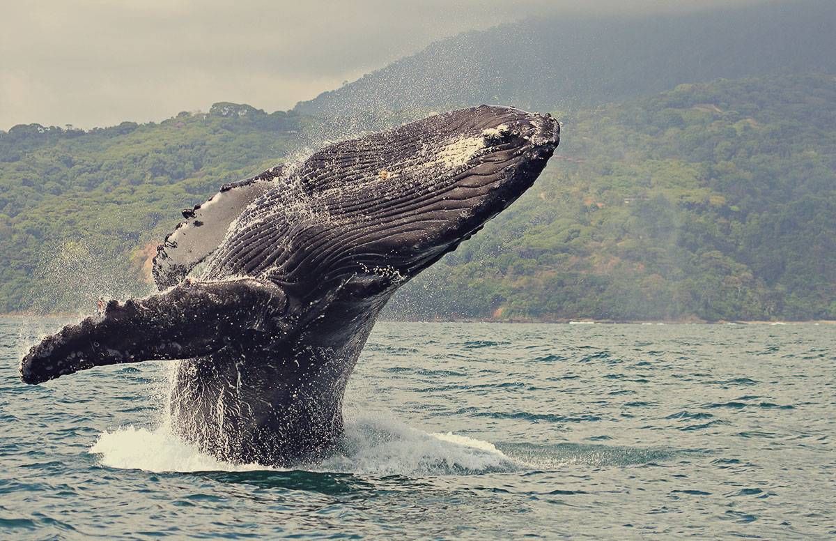 LET'S GET UP CLOSE AND PERSONAL TO A HUMPBACK WHALE'S SKIN